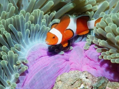 美國軍方研發海洋生物傳感技術 生物預警海底威脅的新前沿
