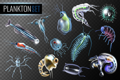 海洋微觀世界 浮游生物卡通圖鑒